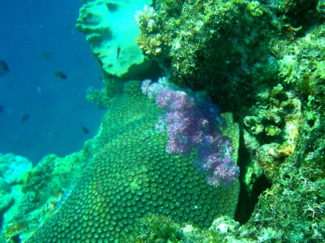 31- Corail parme sur degrades de vert 